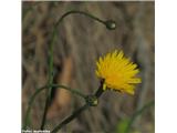 Navadni svinjak (Hypochaeris radicata), stebla so visoka do 50 cm, včasih tudi več.