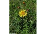 Vrbovolistni oman (Inula salicina), Vače, Slovenija.