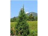 Navadni brin (Juniperus communis)