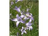 Repuščeva zvončica (Campanula rapunculus), Vipavska dolina, Slovenija.