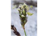 Pisana vilovina (Sesleria caerulea agg.), Kamniški vrh, Slovenija.