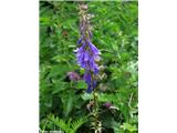 Bolonjska zvončica (Campanula bononiensis), Nanos, Slovenija.