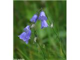 Witasekina zvončica (Campanula witasekiana)