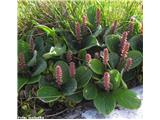 Salix reticulata