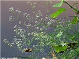 Podolgasta lakota (Galium elongatum)