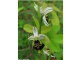 Čmrljeliko mačje uho (Ophrys holosericea), Slovenija.