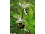 Ophrys holosericea