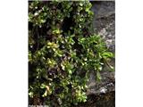 Timijanovolistna vrba (Salix serpyllifolia), pod ledenikom Grossglockner, Avstrija.