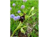 Muholiko mačje uho (Ophrys insectifera, Slevo/Klemenčevo, Slovenija.