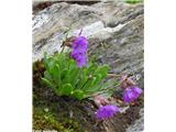 Lepljivi jeglič (Primula glutinosa), prelaz Gavia, Italija.