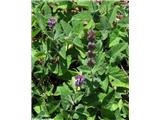 Vretenčasta kadulja (Salvia verticillata), Notranjska, Slovenija.