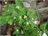 Navadna polžarka (Isopyrum thalictroides), osrednja Slovenija.