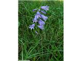 Bolonjska zvončica (Campanula bononiensis), Ilirska bistrica, Slovenija.