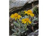 Hallerjev grint (Senecio halleri), NP Gran Paradiso, Italija.