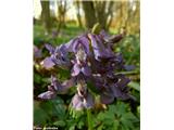 Čvrsti petelinček (Corydalis solida)