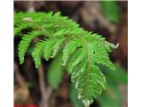 Bodeča podlesnica (Polystichum aculeatum), mlad list.