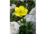 Izrodna zlatica (Ranunculus hybridus), Kokrsko sedlo, Slovenija.