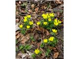 Navadna jarica (Eranthis hyemalis), Bohor, Slovenija.