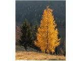 Navadni macesen (Larix decidua), Kamniški vrh, Slovenija.