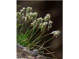 Pisana vilovina (Sesleria caerulea agg.), Ojstrica (Bled), Slovenija.