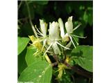 Puhastolistno kosteničevje (Lonicera xylosteum), Korošica (Kamn. Bistrica), Slovenija.