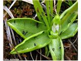 Alpska mastnica (Pinguicula alpina), Kamniško-Savinjske Alpe, Slovenija.