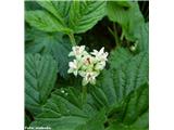 Skalna robida (Rubus saxatilis)