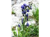 Ozkolistna preobjeda (Aconitum angustifolium), Dvojno jezero, TNP, Slovenija.