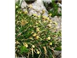 Čvrsti šaš (Carex firma)