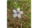 Drobnolistni lan (Linum tenuifolium), Kraški rob, Slovenija.