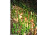 Brinolistni lisičjak (Lycopodium annotinum), Storžič, Slovenija.