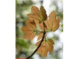 Acer pseudoplatanus