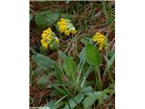 Pomladanski jeglič (Primula veris agg.)