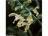 Lepljiva kadulja (Salvia glutinosa)