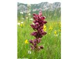 Steničja kukavica (Orchis coriophora), vipavska dolina, Slovenija.