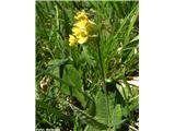 Pomladanski jeglič (Primula veris agg.), Rateče-Tromeja, Slovenija.