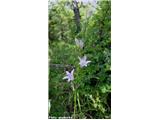 Repuščeva zvončica (Campanula rapunculus), Kraški rob, Slovenija.