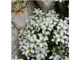 Resasta peščenka (Arenaria ciliata), Grintavec, Slovenija.