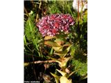 Napojna homulica (Sedum anacampseros), Galibier, Francija.