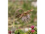 Spomladanski kosmatinec (Pulsatilla vernalis), bohinjske gore, Slovenija.