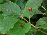 Planinsko kosteničevje (Lonicera alpigena)