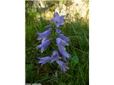 Bolonjska zvončica (Campanula bononiensis), Ilirska bistrica, Slovenija.