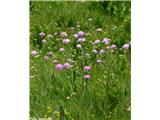 Dolgolistno Grabljišče (Knautia longifolia), Prehodavci, Slovenija.