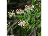 Lonicera caprifolium