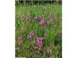 Navadna smolnica (Lychnis viscaria), Koroška, Slovenija.