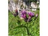 Veleglava mačina (Serratula tinctoria subsp. macrocephala), Porezen, Slovenija.