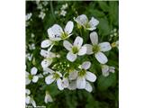 Cardamine amara