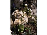 Kipeči kamnokreč (Saxifraga adscendens)