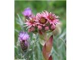 Navadni netresk (Sempervivum tectorum), NP Gran Paradiso, Italija.