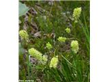 Navadna žiljka (Tofieldia calyculata), Porezen, Slovenija.